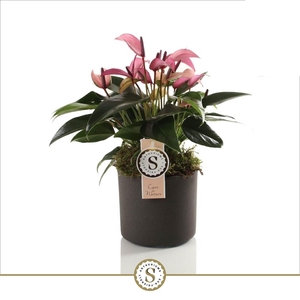 Bari keramiek Grey - Zizou 12cm