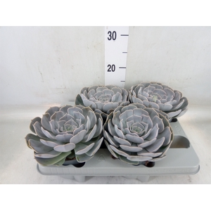 Echeveria  'Pollux'