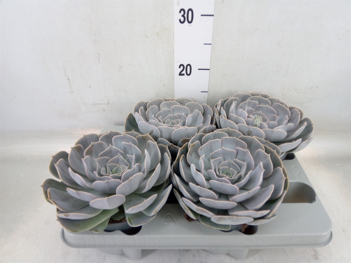 <h4>Echeveria  'Pollux'</h4>