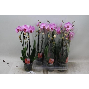 PHAL EL CASCADE