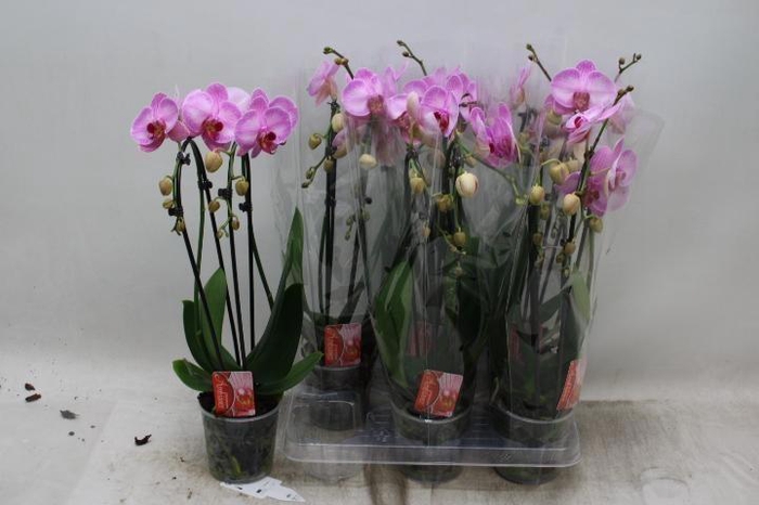 <h4>PHAL EL CASCADE</h4>