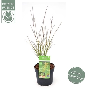 Acer palm. 'Butterfly'