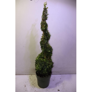 Buxu Sempervirens
