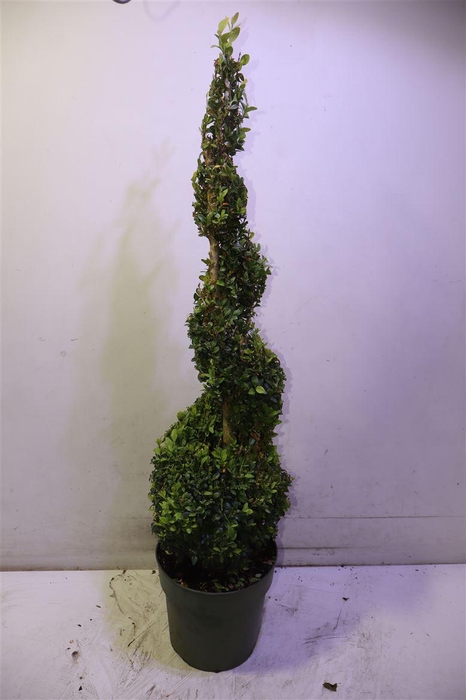 <h4>Buxu Sempervirens</h4>