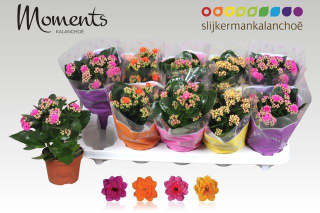 <h4>KAL GE GEM 4 KL</h4>