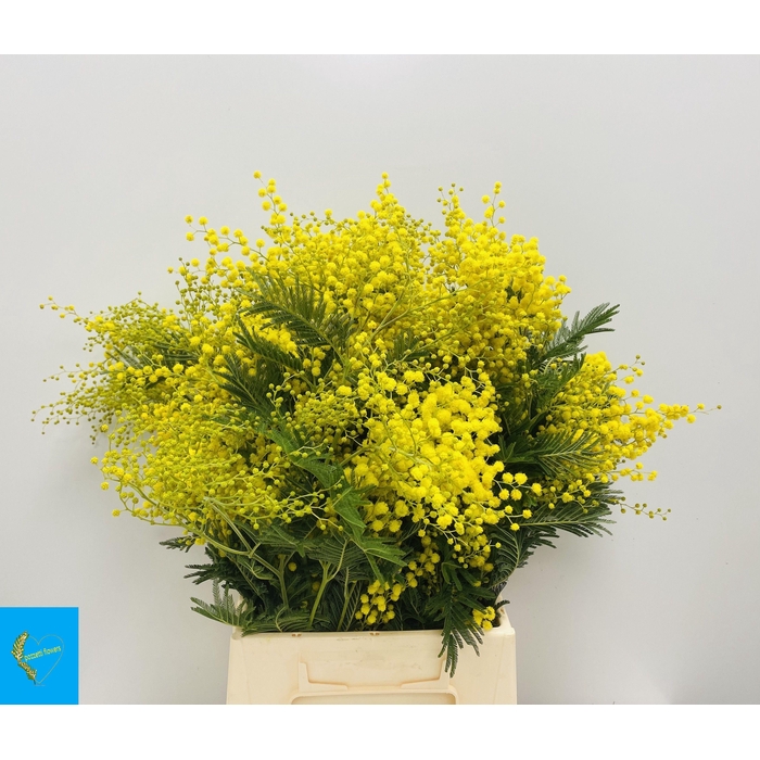 <h4>ACACIA BAILEYA BL BS</h4>