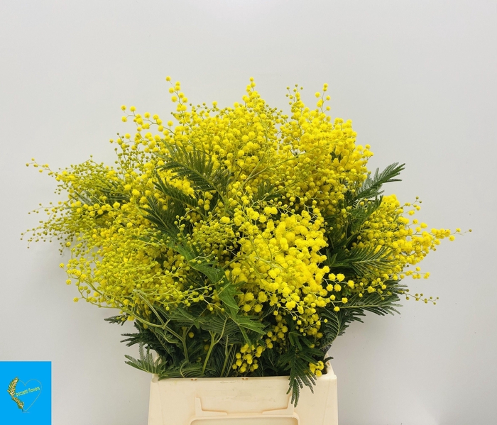 ACACIA BAILEYA BL BS