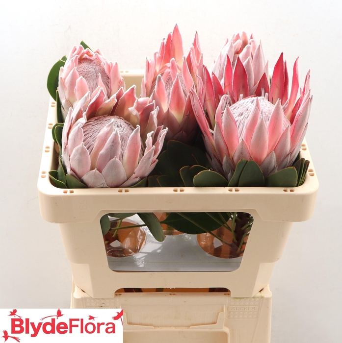 <h4>PROTEA CYNAROIDES</h4>
