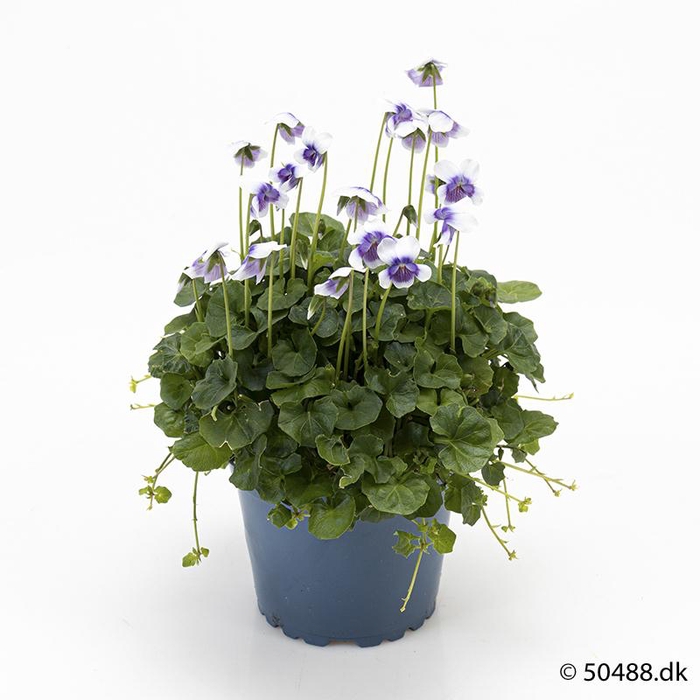 <h4>VIOLA HEDERACEA</h4>