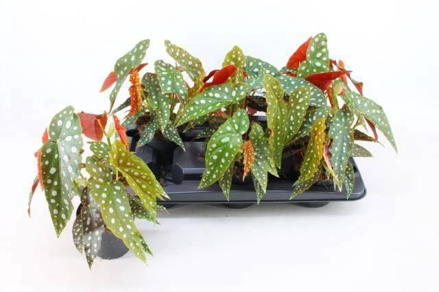 <h4>BEG MACULATA</h4>