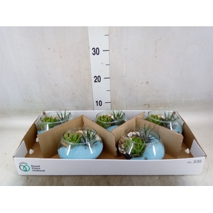 Arr.  Succulents L%