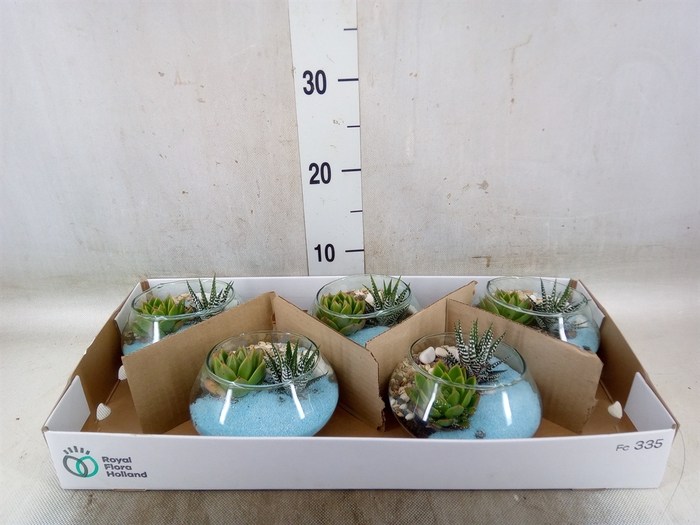 <h4>Arr.  Succulents L%</h4>