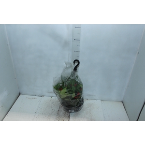 AESCHYNANTHUS SPECIOSUS C21