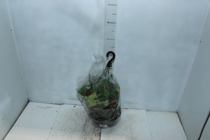 AESCHYNANTHUS SPECIOSUS C21