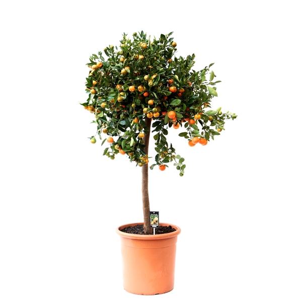 <h4>Citrus Calamondin</h4>
