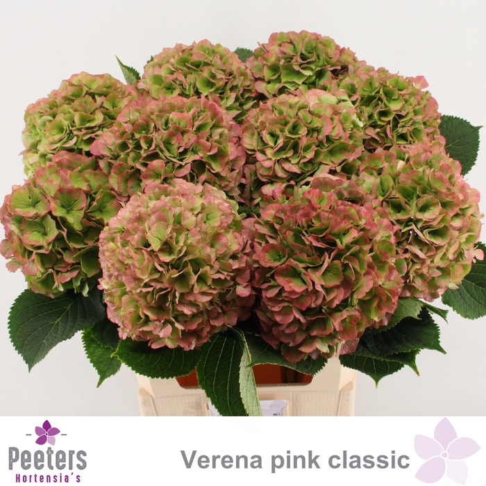 <h4>HYDR M CH VERENA CL</h4>