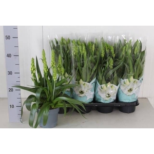 ORNITHOGALUM THYRSOI
