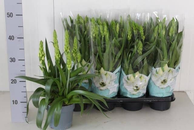 <h4>ORNITHOGALUM THYRSOI</h4>