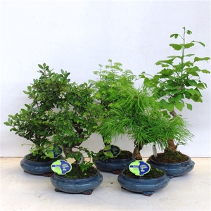 Bonsai mix outdoor, 23cm., shape, without drip tray - Partly without leaves in winter