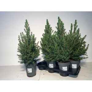 PICEA GL CONICA