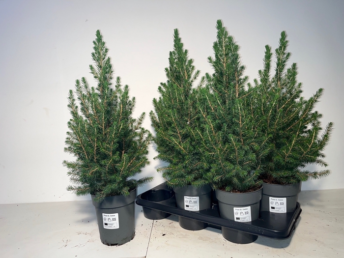 <h4>PICEA GL CONICA</h4>