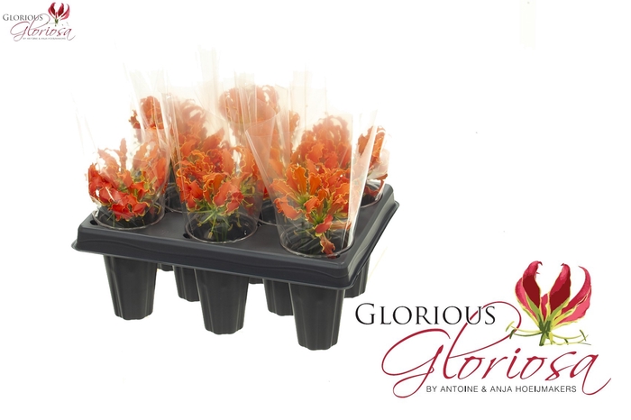 <h4>GLORIOSA EXOT ORANGE</h4>