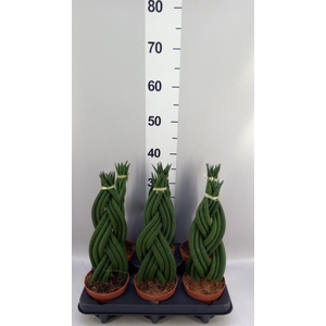 Sansevieria cyl.  ...