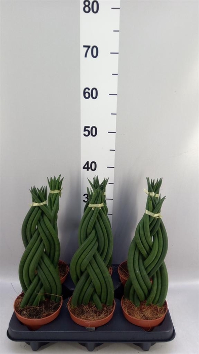 <h4>Sansevieria cyl.  ...</h4>