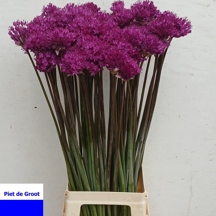 <h4>ALLIUM PURPLE SENS</h4>