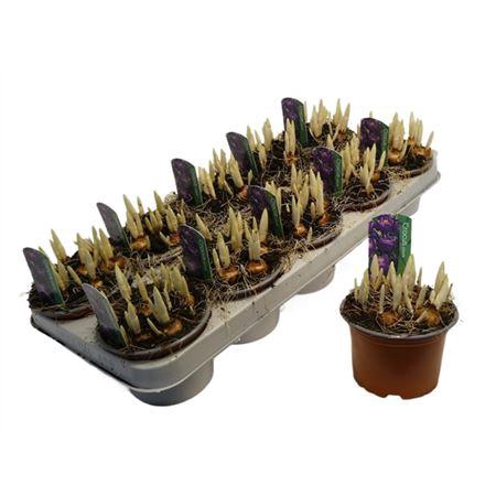 <h4>Crocus Flower Record</h4>