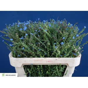 CYNOGLOSSUM AMABI ZD