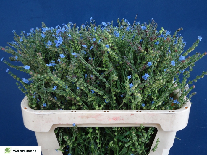 <h4>CYNOGLOSSUM AMABI ZD</h4>