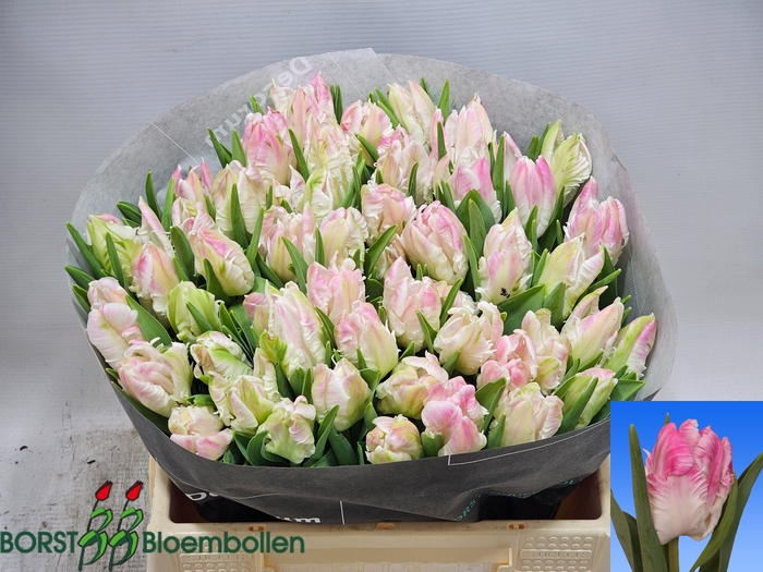 <h4>TU PA CABANNA</h4>