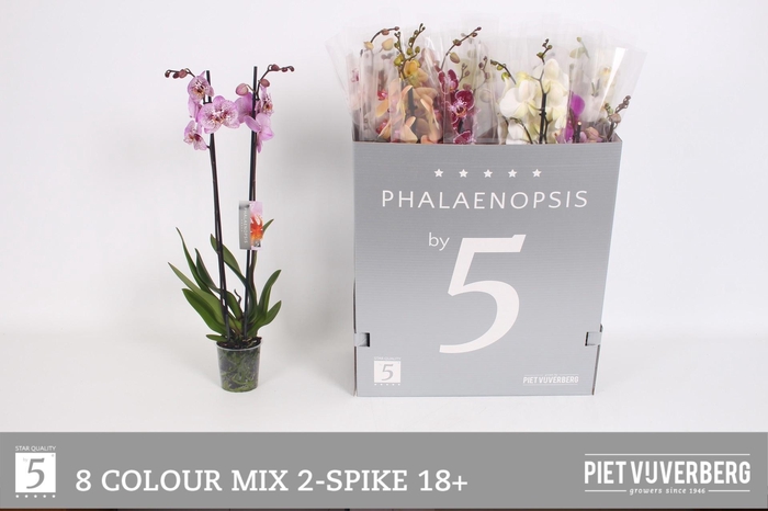 <h4>PHAL GEM 8 KL</h4>