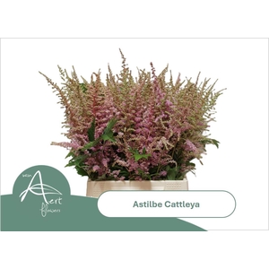 ASTIL AR CATTLEYA