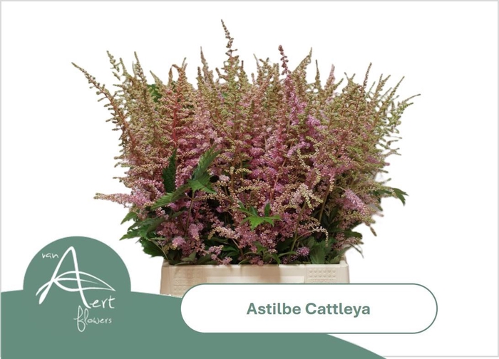 <h4>ASTIL AR CATTLEYA</h4>