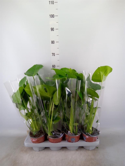 <h4>Monstera delic.</h4>