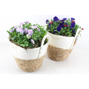 arr4 Outdoor MB - Brown/white mand XL 968/2