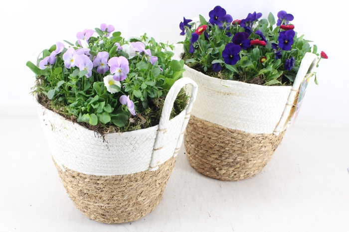 <h4>arr4 Outdoor MB - Brown/white mand XL 968/2</h4>