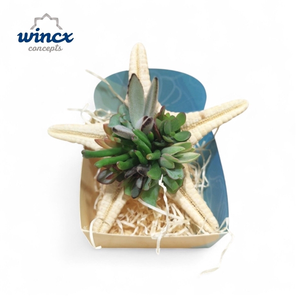 <h4>Concepts® - UniqueShells 'Starfish' (XL)</h4>