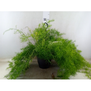 Asparagus dens. 'Sprengeri'