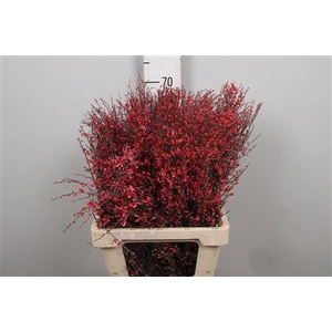 Genista Painted Red