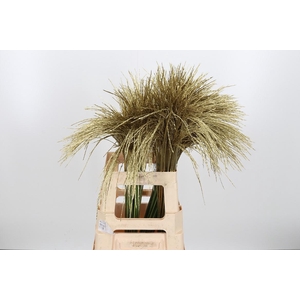 Miscanthus Kl Bh Goud