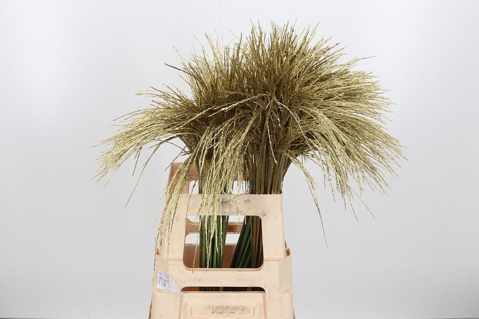 <h4>Miscanthus Kl Bh Goud</h4>