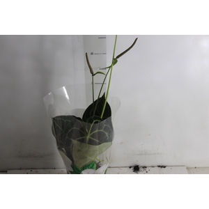 ANTH CLARINERVIUM P12