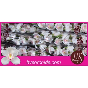 CYMB T KILIMANJARO 80 CM