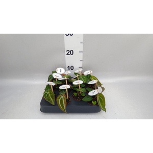 Anthurium   ...