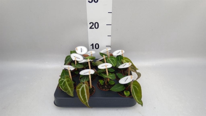 <h4>Anthurium ...</h4>