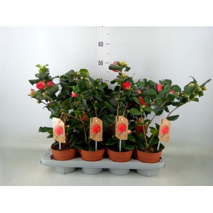 Camellia japonica 'Dr King'