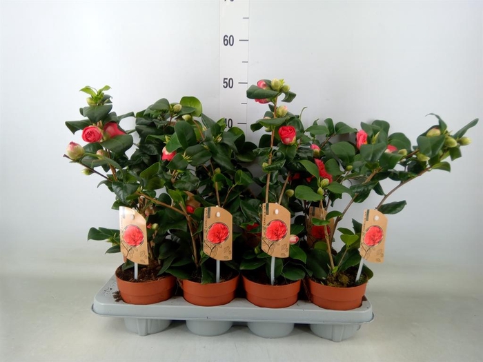 <h4>Camellia japonica 'Dr King'</h4>